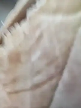 Snapshot of Comedordecu0289 chatting on September 2025 02:29:02 PM Comedordecu0289 online show from September 2025 02:29:02 PM