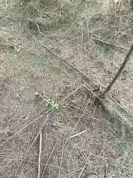 Gopal1243 online show from February 2025 09:27:01 AM