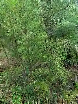 Gopal1243 online show from October 2025 01:17:02 AM