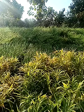 Snapshot of Desi_Rider_Aadi chatting on December 2024 03:47:02 AM Desi Rider Aadi online show from December 2024 03:47:02 AM