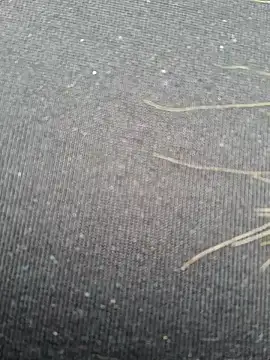 Evehampy online show from December 2024 06:08:01 PM